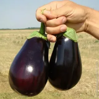 قیمت خرید بادمجان دلمه ای همدان + فروش ویژه